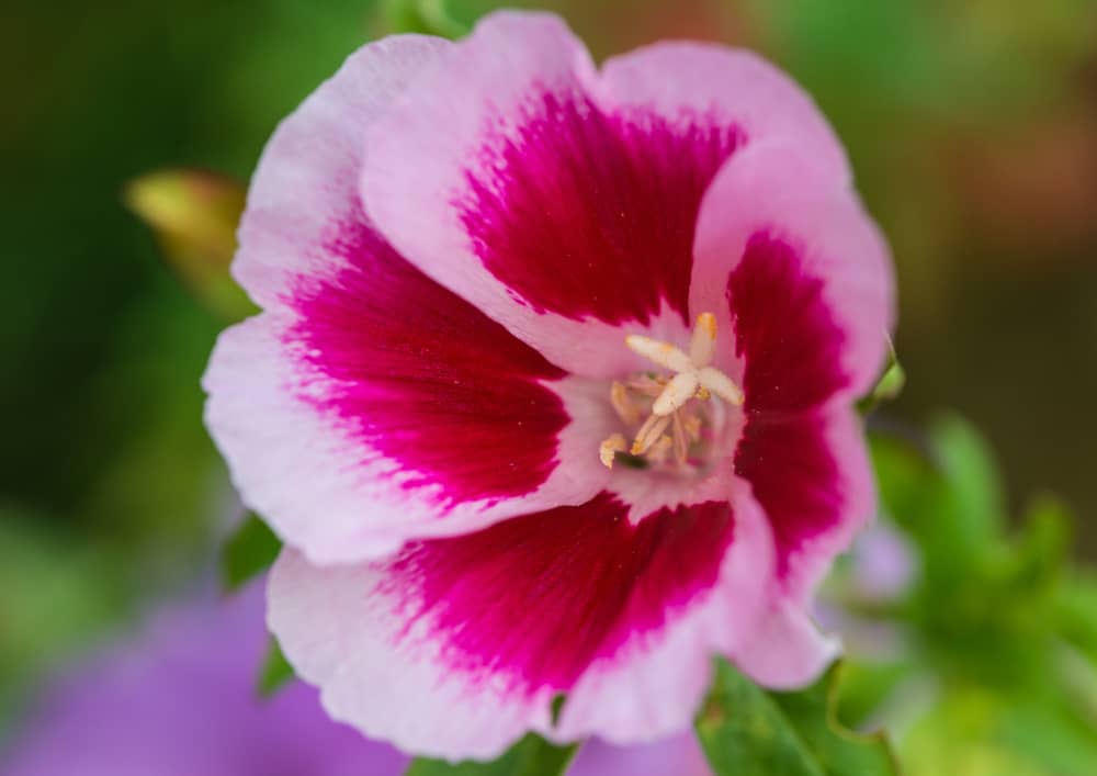 A macro shot of a pink and red godetia bloom