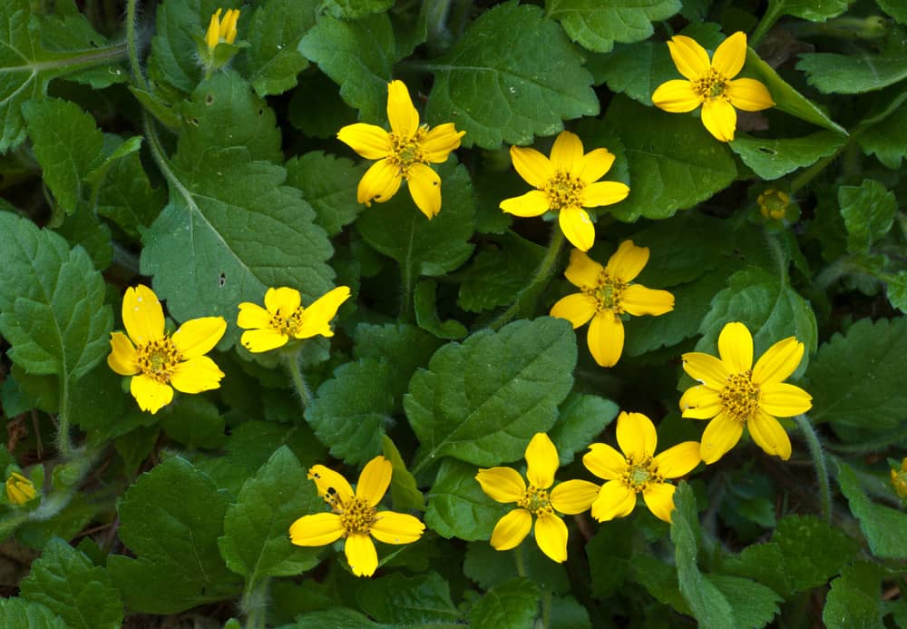 Goldenstar (Chrysogonum virginianum) in early spring woodland in central Virginia