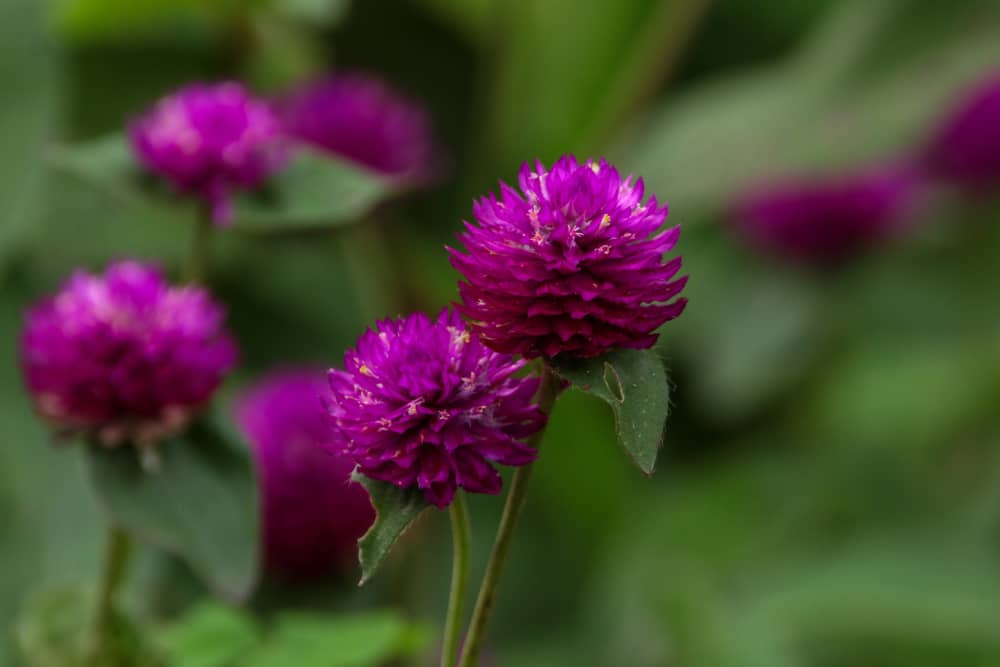 Closeup view of Gomphrena globosa flower from a garden
