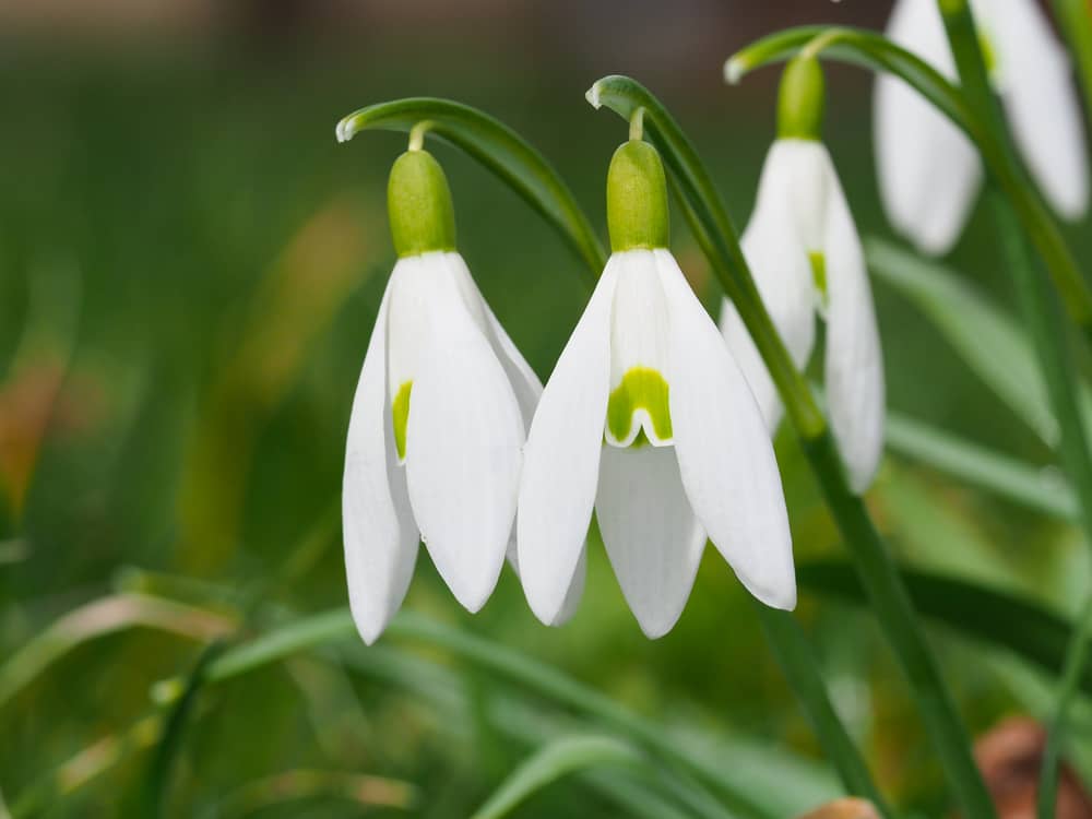 White snowdrop flower, close up. Galanthus blossoms illuminated by the sun in the green blurred background, early spring. Galanthus nivalis bulbous, perennial herbaceous plant in Amaryllidaceae family