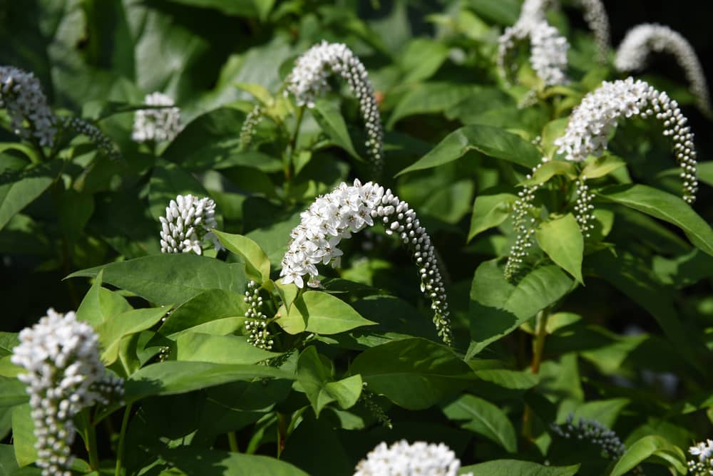 Lysimachia clethroides blooms in the summer in a shady garden