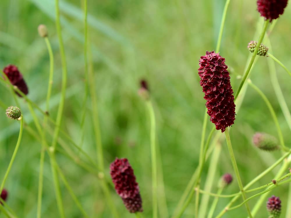 Sanguisorba officinalis flowers, edible medicinal plant.