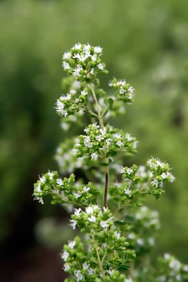 white flowers of origanum vulgare subs.