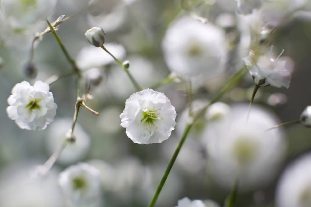 The name of these flowers is Annual Baby's-breath,Showy Baby's-breath. Scientific name is Gypsophila elegans.