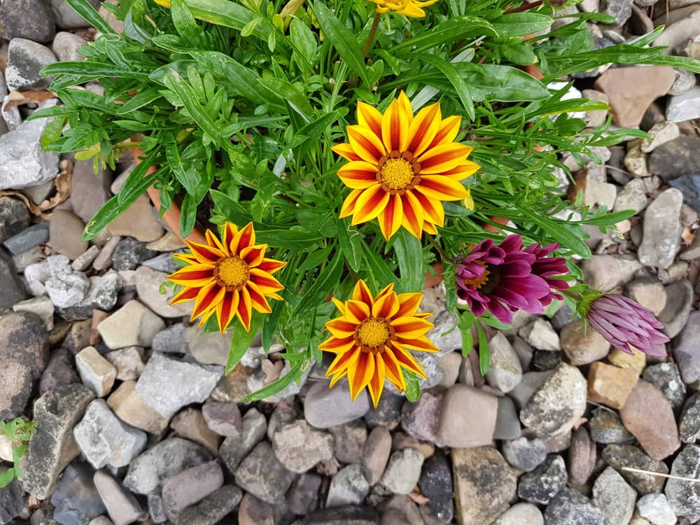Gazania rigens (l.) gaertn, Asteraceae family