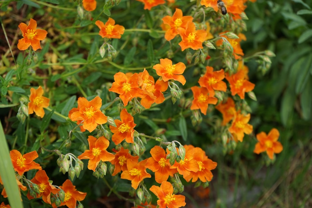helianthemum
