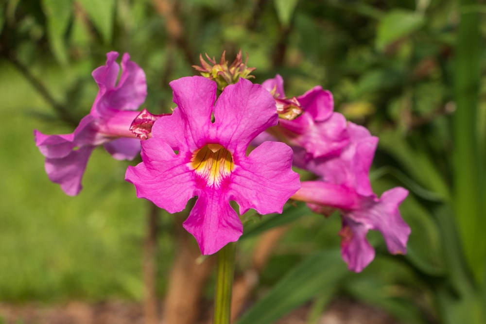 incarvillea