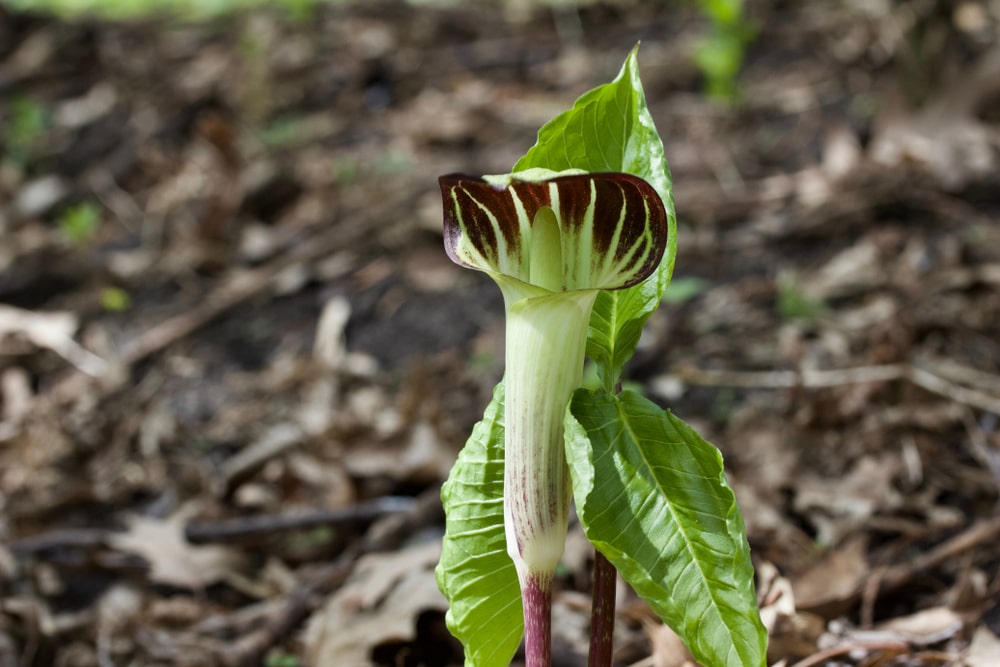 jack-in-the-pulpit
