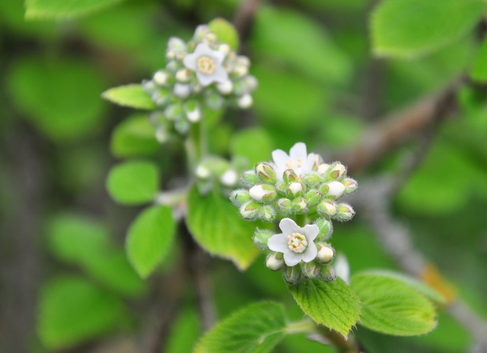jamesia americana