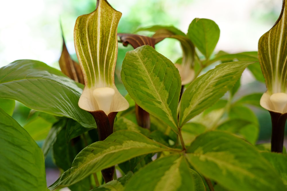 japanese cobra lily