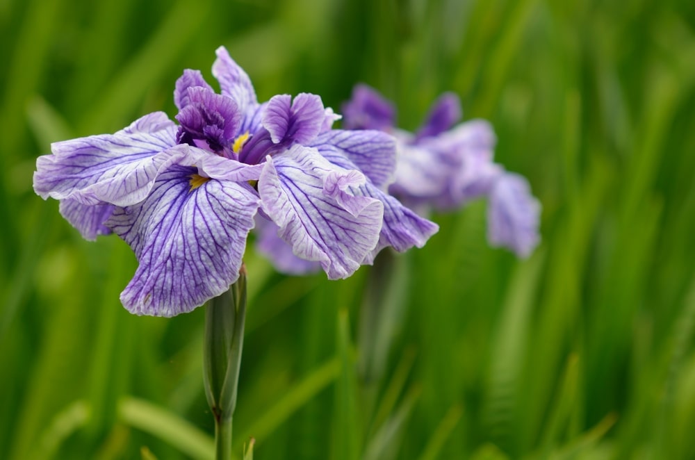 japanese iris
