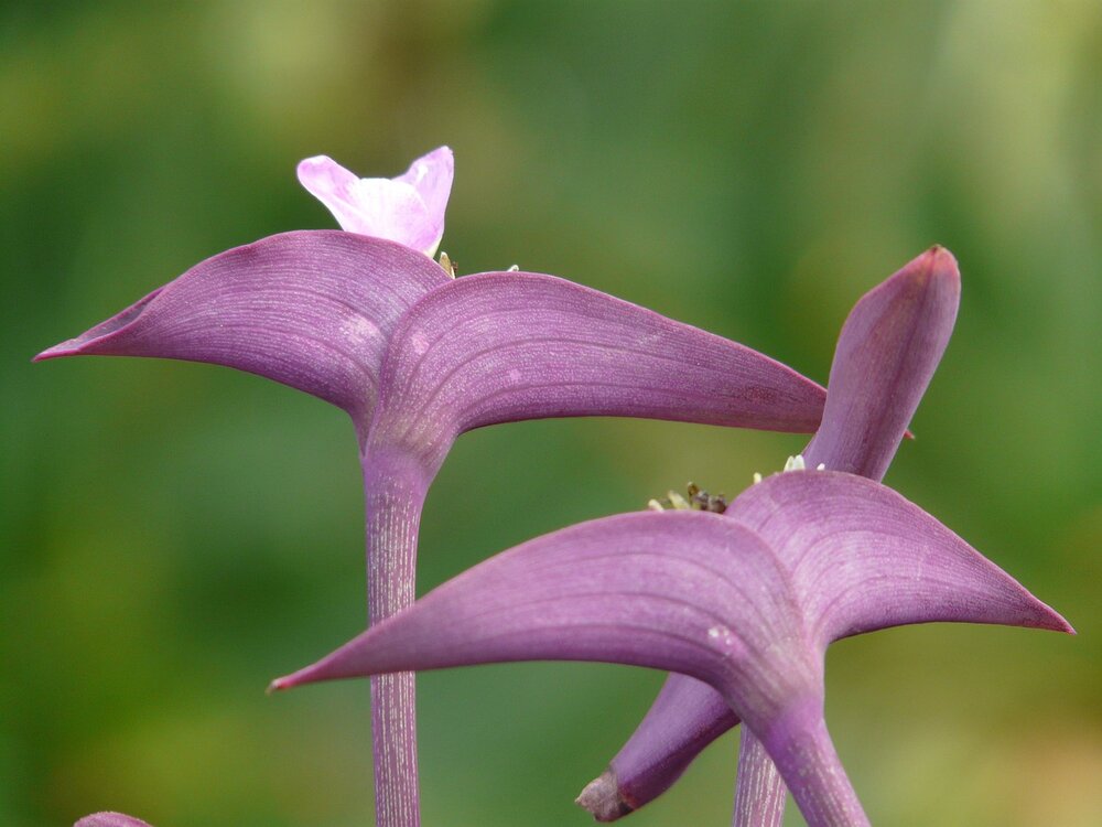 purple heart