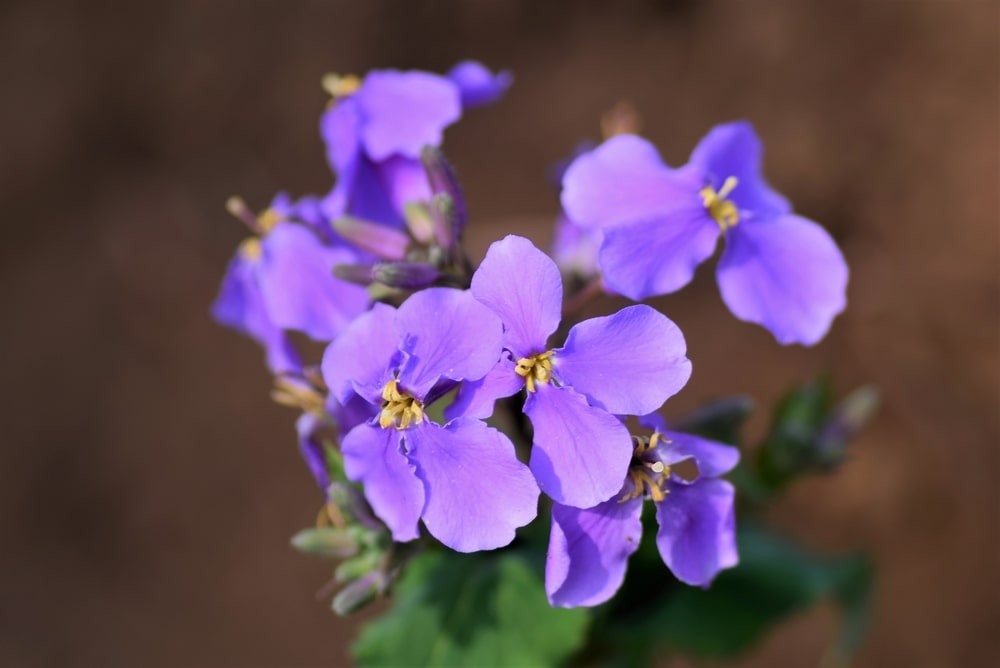 chinese violet cress