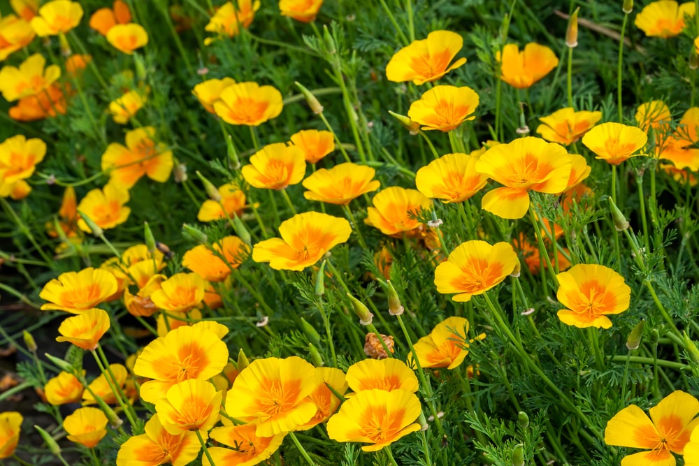 california poppy