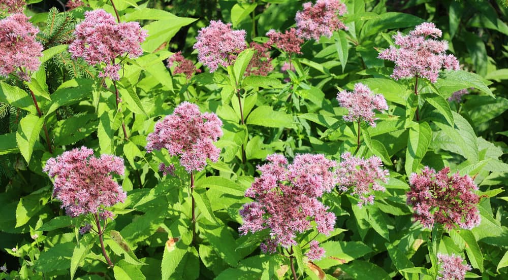 joe pye weed