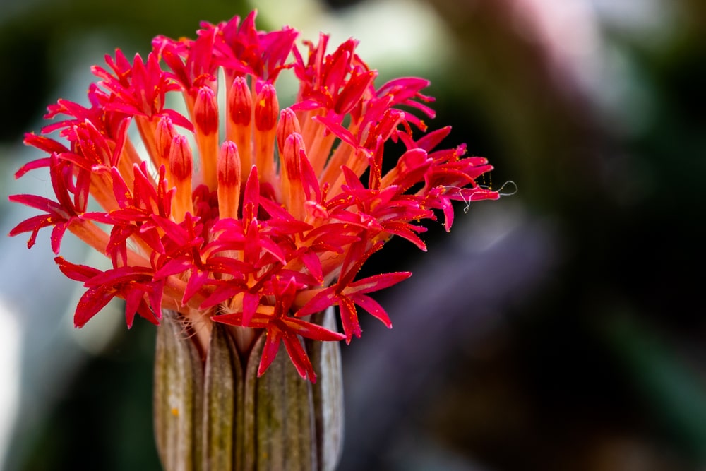 kleinia