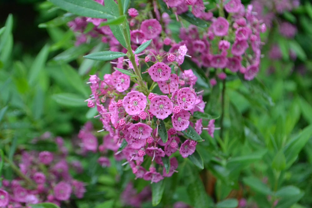kalmia