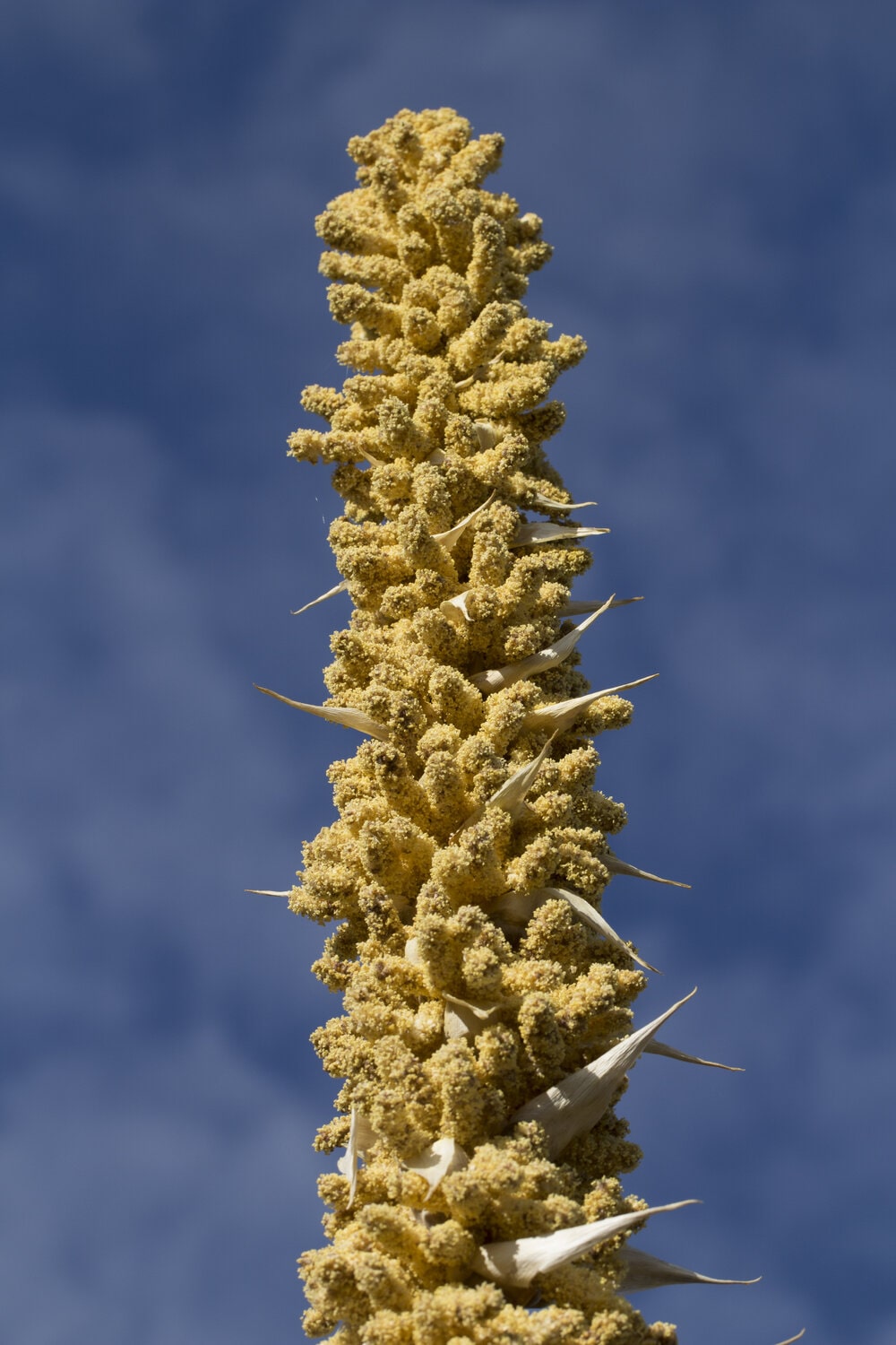 leiophyllum