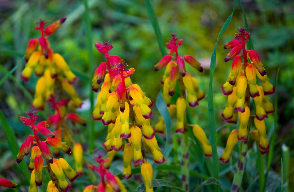 lachenalia