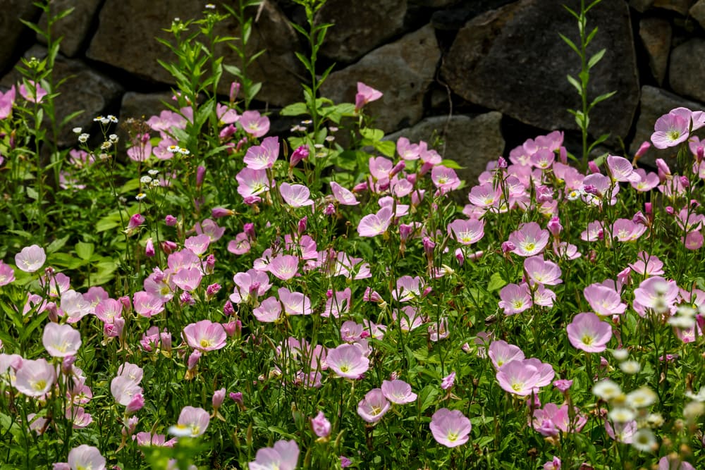white evening primrose