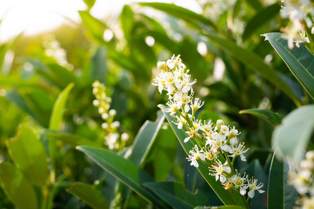 zabel's cherry laurel