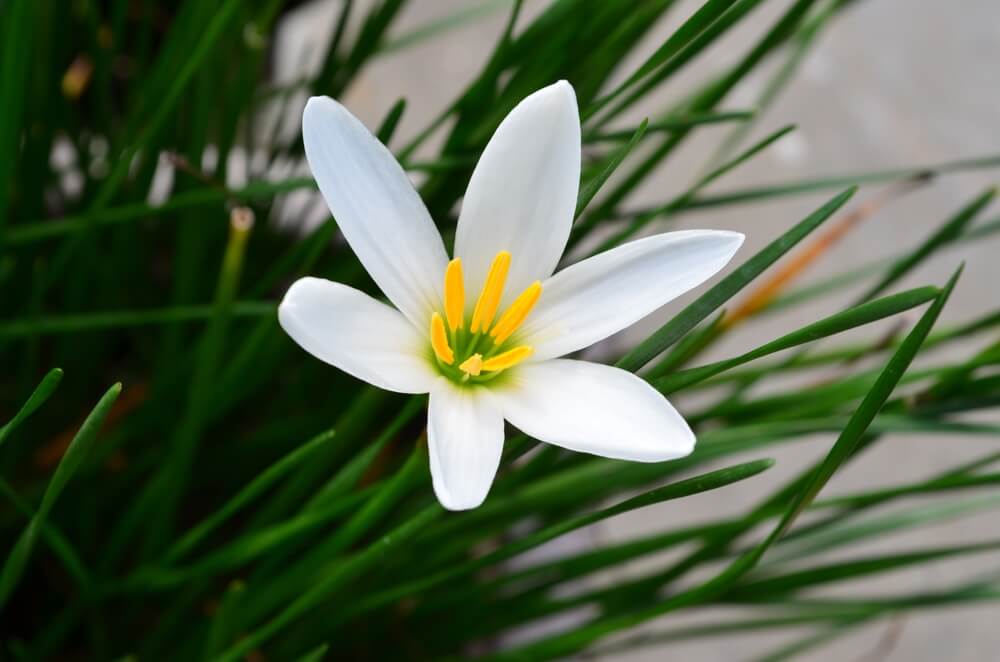 zephyr flower