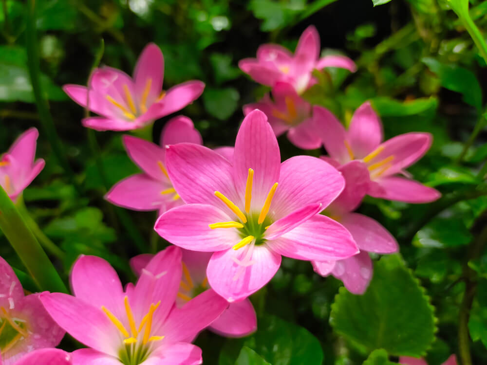 zephyranthes
