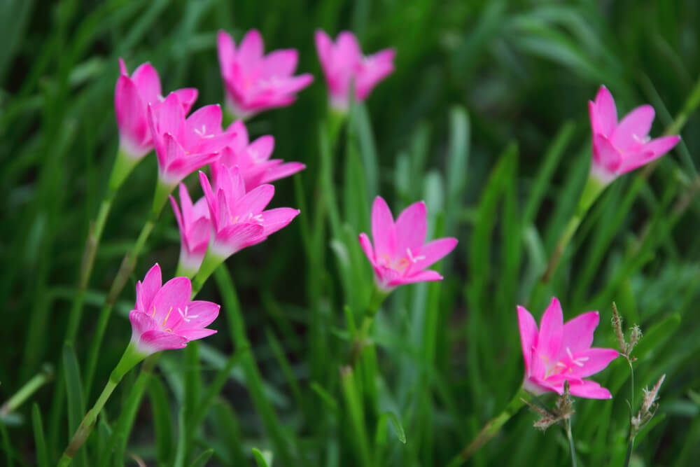 atamasca lily