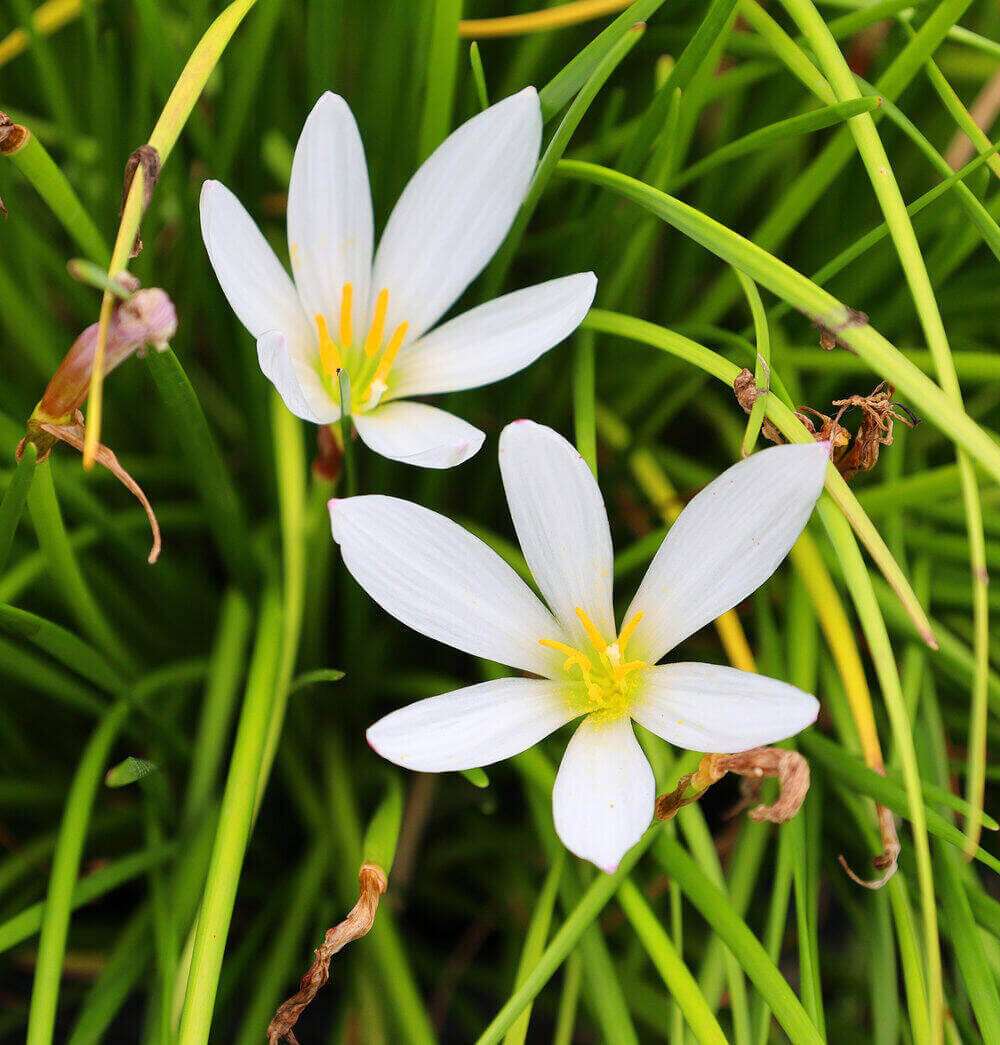 zephyranthes drummondii