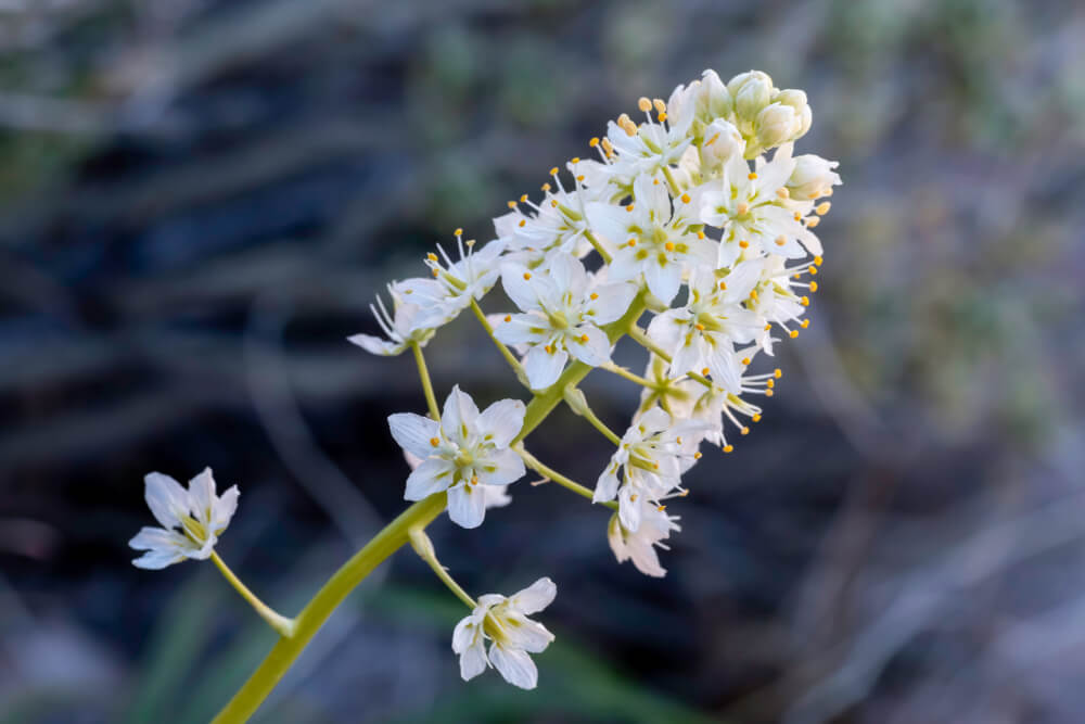 zigadenus