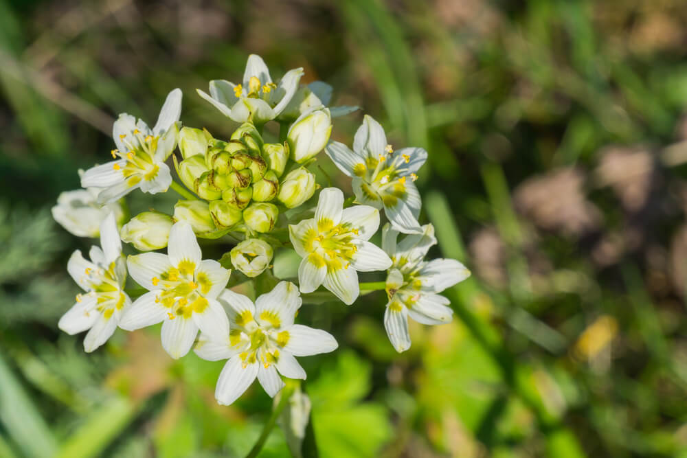 zigadenus fremontii