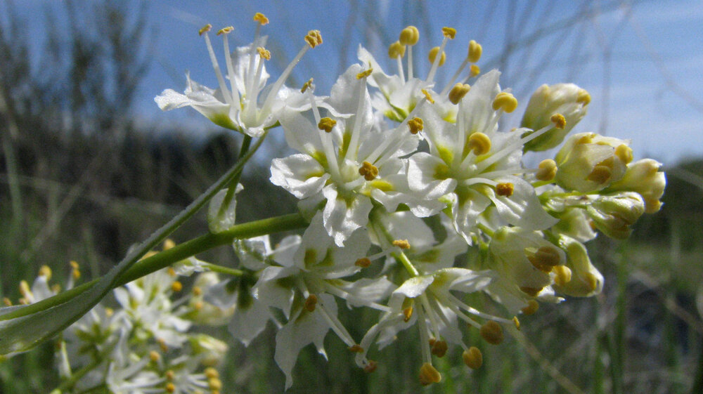 zigadenus nuttallii