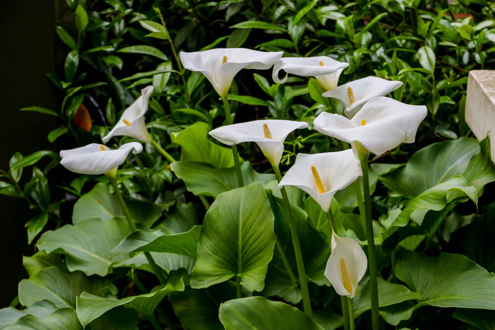 zantedeschia aethiopica