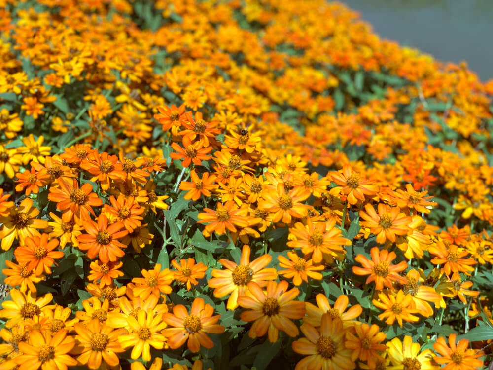 zinnia angustifolia