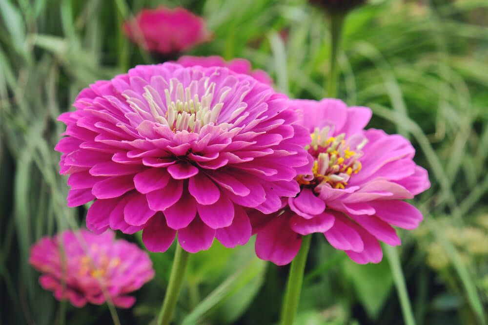 zinnia elegans