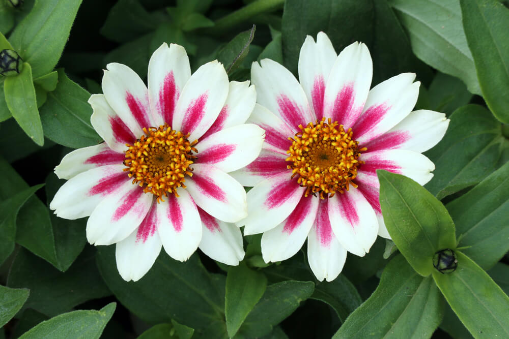 zinnia marylandica