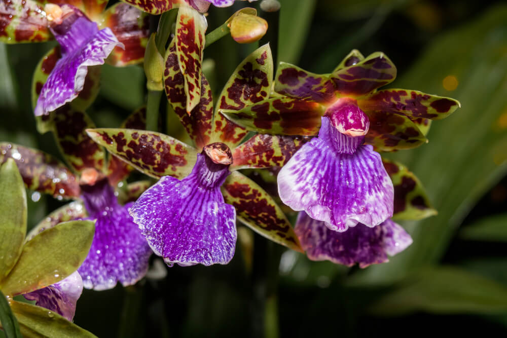 zygopetalum