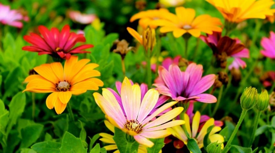 flowers that start with z
