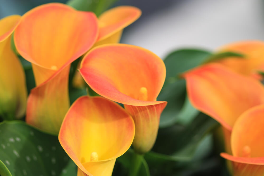 zantedeschia elliottiana