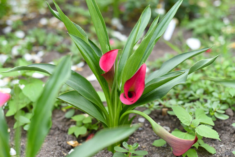 zantedeschia rehmannii