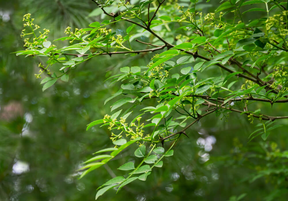 zanthoxylum americanum