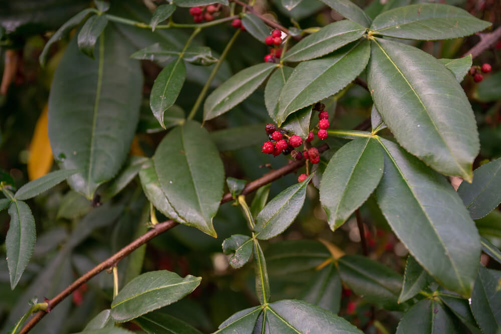 zanthoxylum simulans