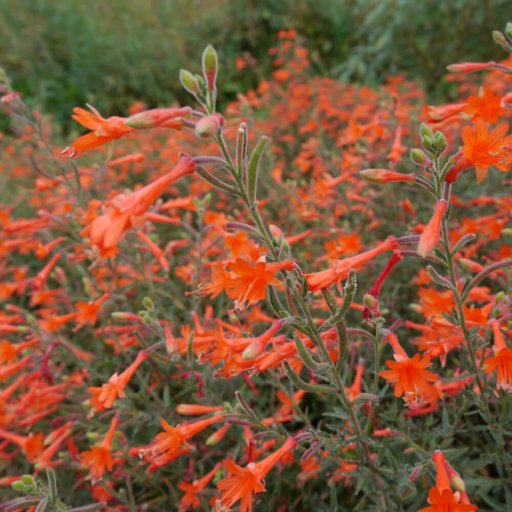 zauschneria