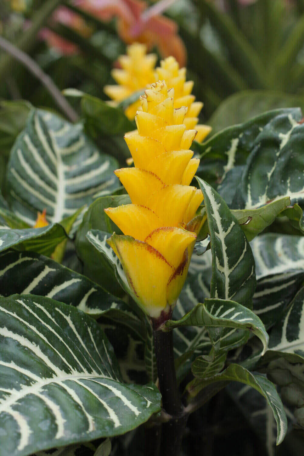 zebra plant