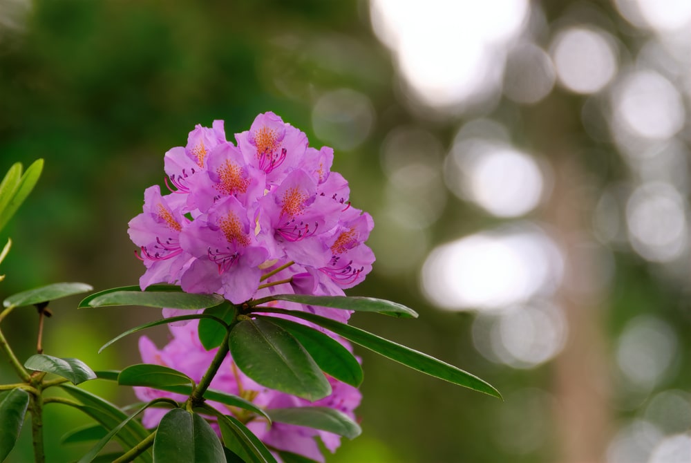 rhododendron
