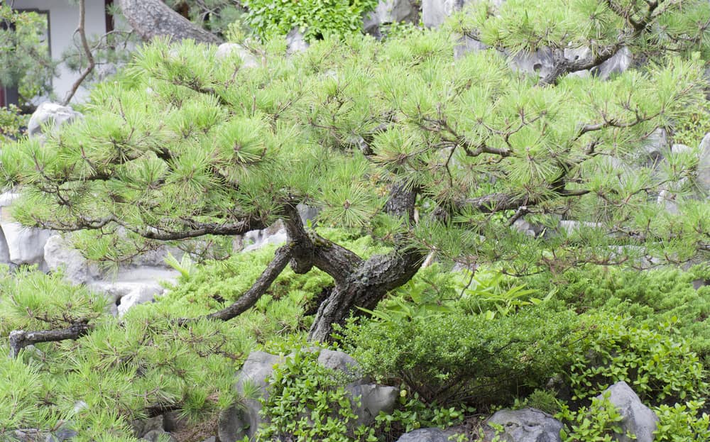japanese pine tree