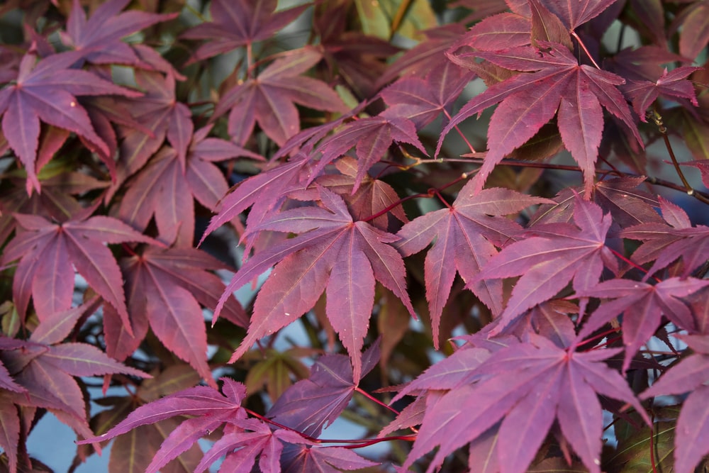 japanese maple