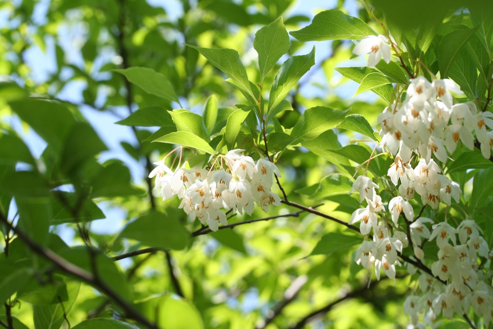 japanese snowbell