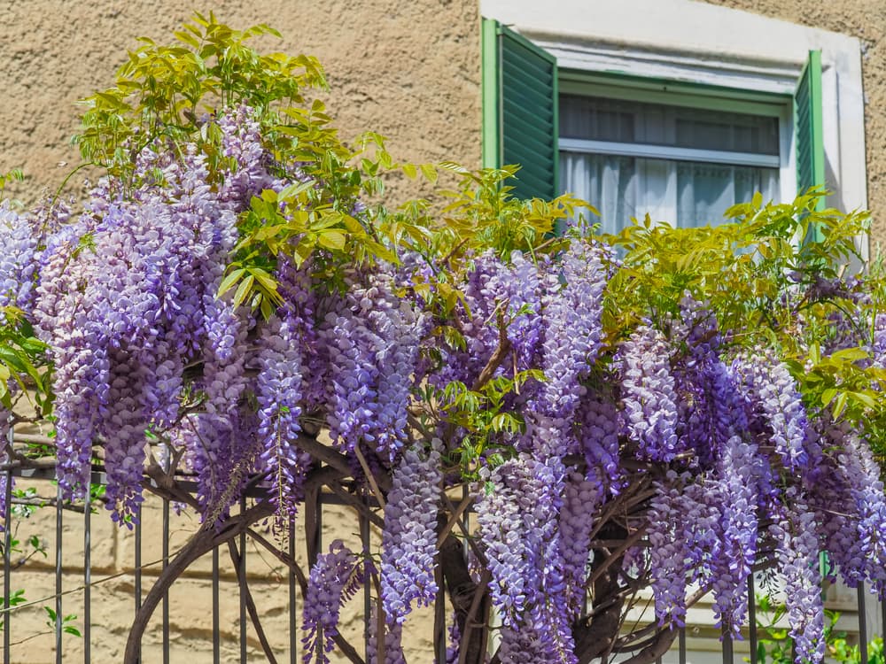 wisteria