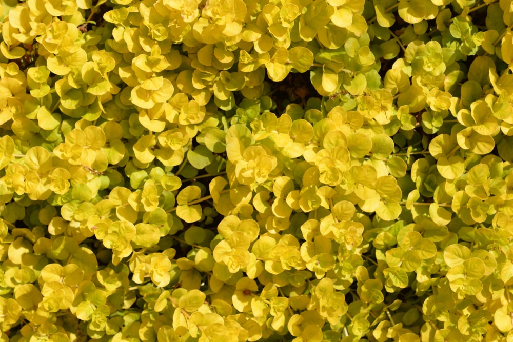 lysimachia nummularia